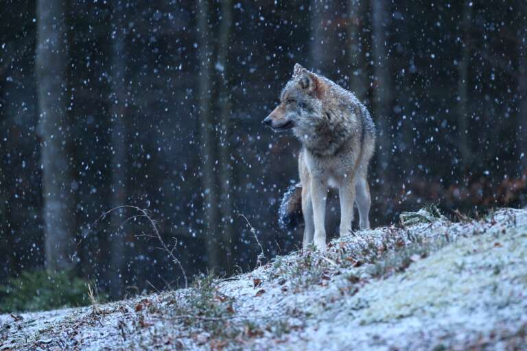 Canis lupus – le loup dans nos contrées