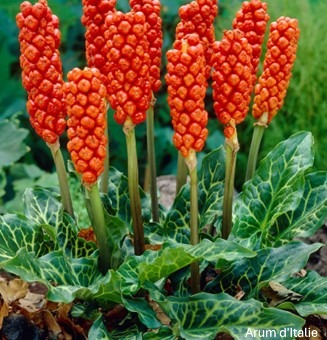 Présence de plantes toxiques sur le territoire communal : appel à la plus grande vigilance