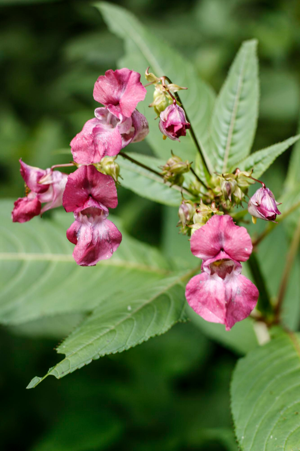 Action imminente contre la balsamine de l’Himalaya à La Bruyère